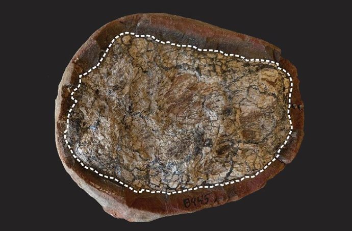 Excremento fosilizado de 300 millones de años