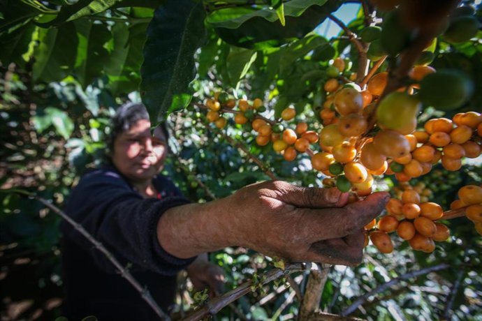 Archivo - Angelina Mejía en una plantación de café.