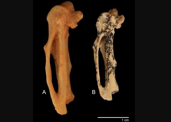 Restos fósiles de la especie extinta