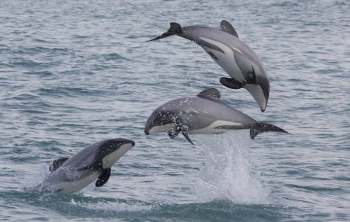 Delfines de Héctor