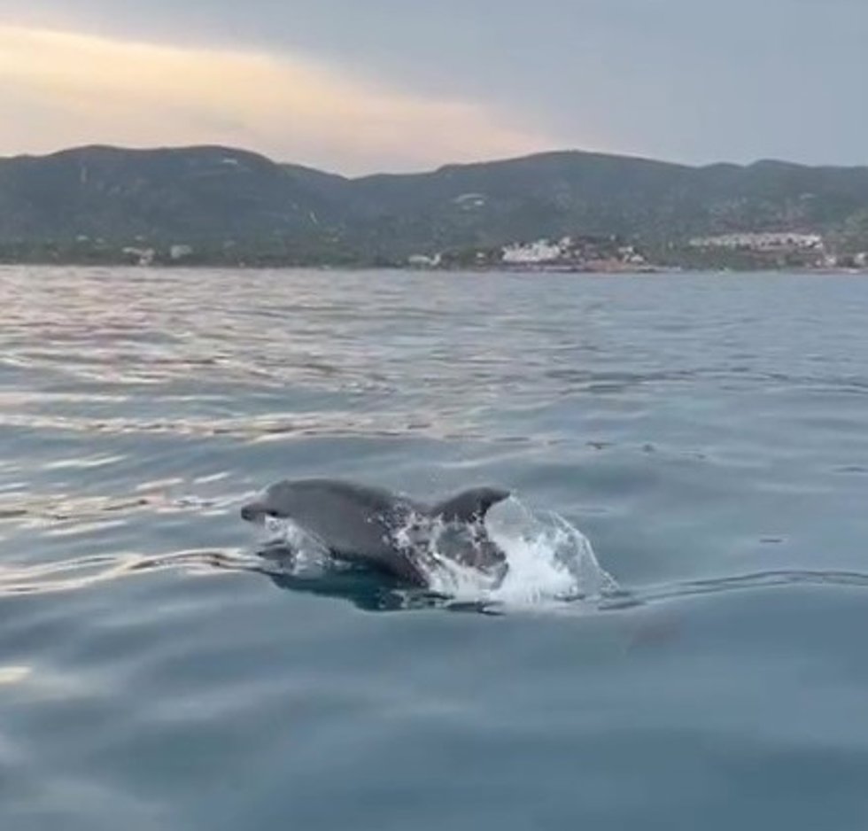 Imagen de un delfín entre la costa de Peñícola y Alcossebre