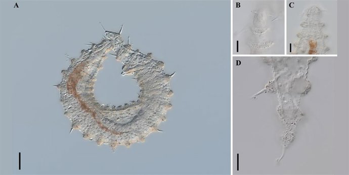 Figura: Desmoscolex (Desmoscolex) valkyria sp. Nov. A–B. Holotype, ♂ (ZMB 12961; ZMB). C–D. Paratype, ♂ (ZMB 12964; ZMB).