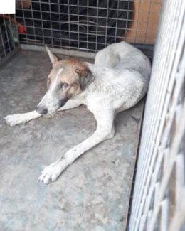 Detectado un caso de rabia animal en Melilla