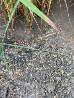 Cosecha de arroz dañada