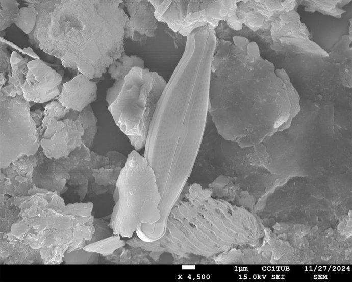Imatge microscòpica de la 'Sellaphora catalonica'