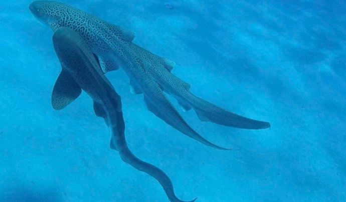 Escena de la cópula a tres de los tiburones leopardo