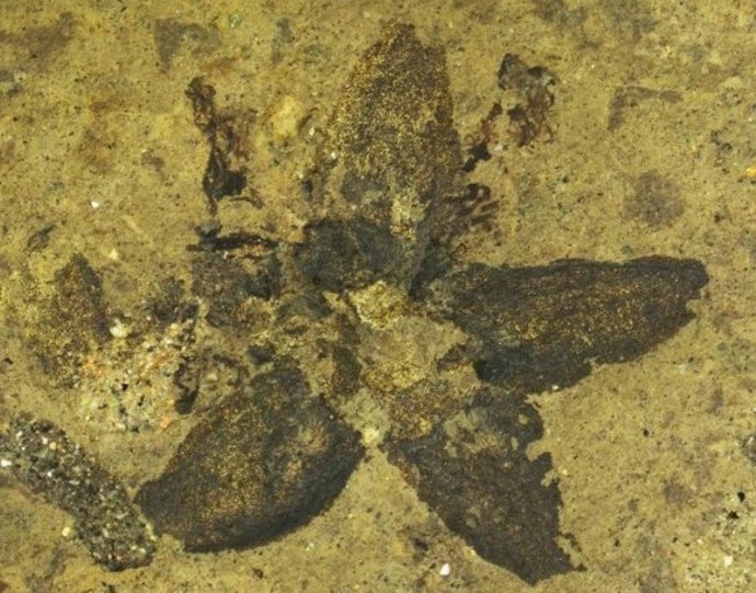 A recém-descoberta flor de tília fossilizada, Tilia magnasepala.