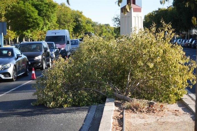 Tala de árboles en la mediana de la avenida de Torneo, en Sevilla.