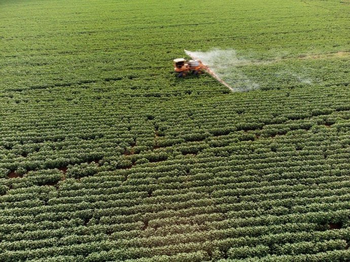 España Es El Tercer Mayor Exportador De Plaguicidas Prohibidos En La Unión Europea (UE), Por Detrás De Alemania Y Bélgica, Según Greenpeace, Que Señala Que España Aprobó En 2024 La Exportación De Casi 12.900 Toneladas De Plaguicidas Prohibidos En La UE
