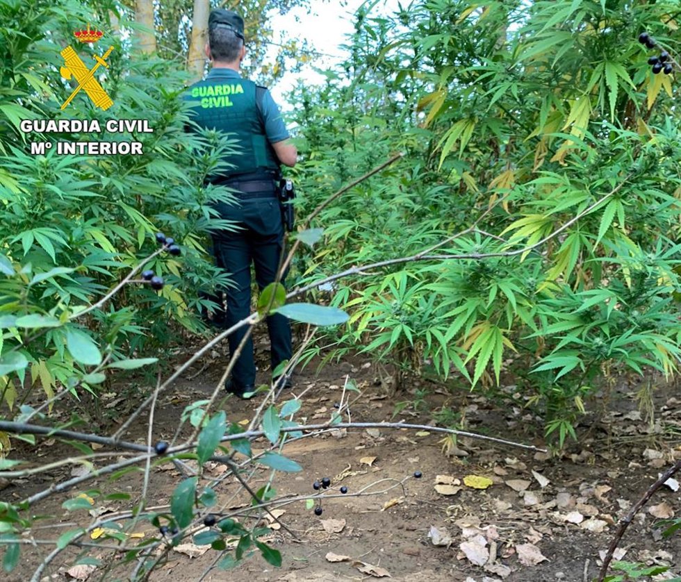 Plantación de Marihuana.