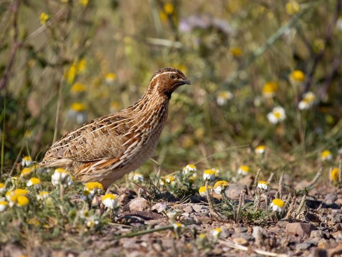 Archivo - C-LM abre la media veda con la vuelta de la caza de la tórtola europea y regulación específica para la codorniz común.