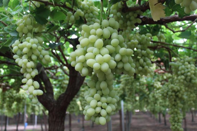 Uva en campo del proveedor Agronativa, de Alhama de Murcia