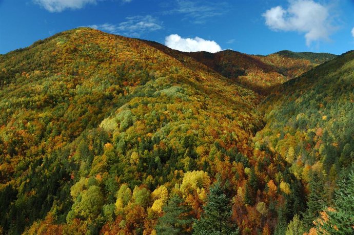 Vegetación en el Parque Nacional de Ordesa y Monte Perdido.
