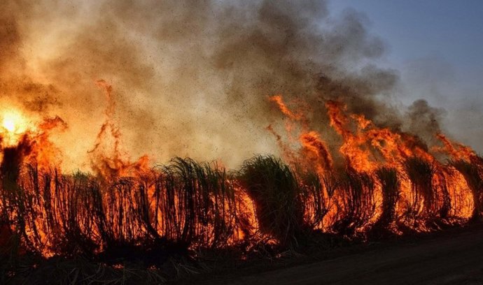 Un estudio ha calculado en 40 días el aumento promedio de la temporada de incendios en el mundo por efecto de la actividad humana