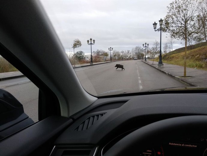 Archivo - Arxiu - Un Senglar en una carretera