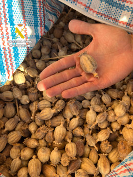 La Guàrdia Civil deté als ocupants d'un vehicle que circulaven per l'autopista AP7 amb deu quilograms de carabasseta de cascall