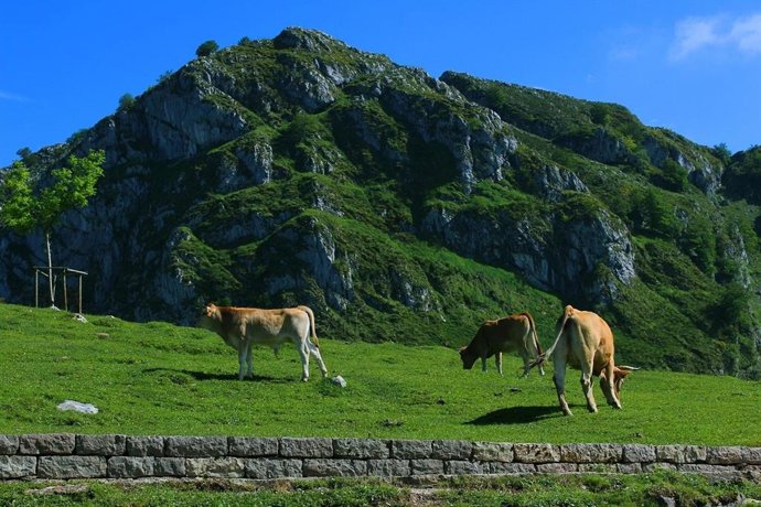 Archivo - Vacas en Asturias.