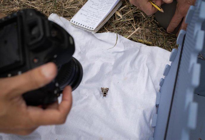 La MCP encarga un estudio sobre la presencia de mariposas y polillas nocturnas en el parque fluvial de la Comarca de Pamplona