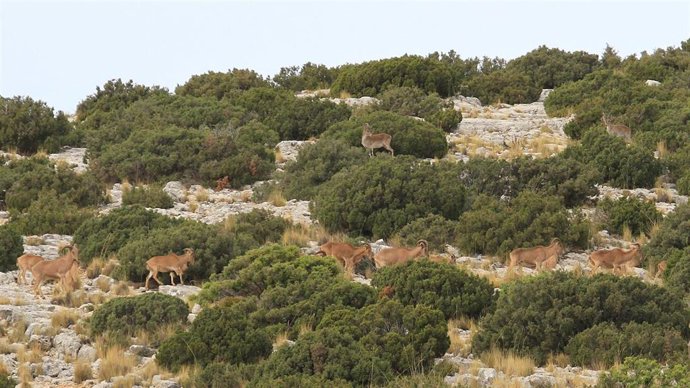Cabras monteses y arruis en una serranía murciana.