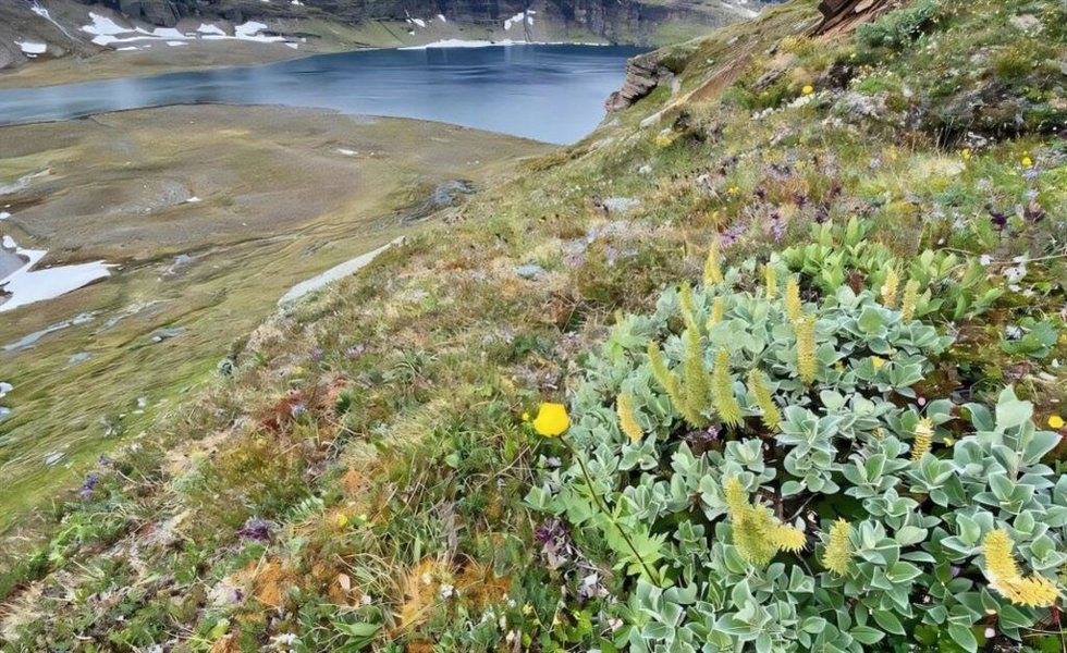 El sauce lanudo arbustivo es una especie cada vez más común en las montañas desnudas suecas, aquí en Latjnajaure, cerca de Abisko.
