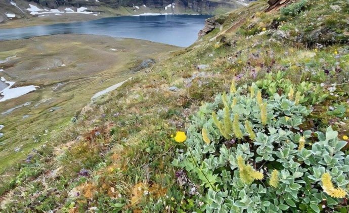 O salgueiro-lanoso arbustivo é uma espécie cada vez mais comum nas montanhas nuas da Suécia, aqui em Latjnajaure, perto de Abisko.