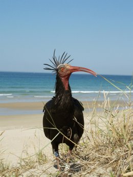 Ibis eremita. Los XX Premios a la Conservación de la Biodiversidad premian proyectos que preservan el ibis eremita o las aves playeras