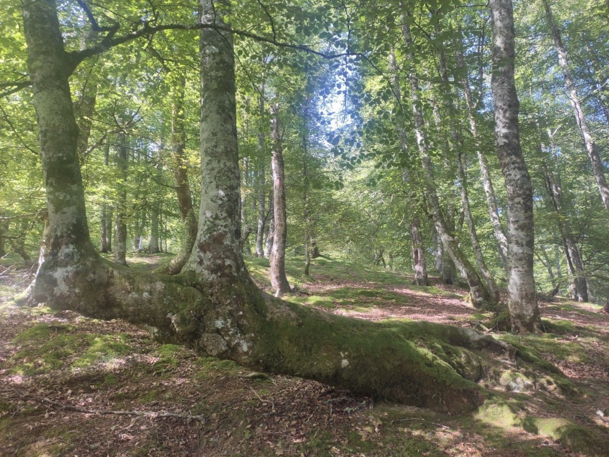Bruselas planea retrasar hasta finales de 2026 la aplicación de la ley de deforestación