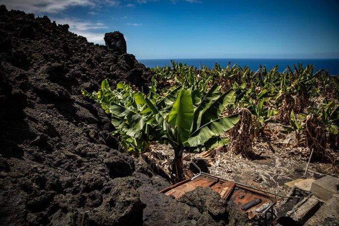 Archivo - Vista de la colada junto a plataneras en una finca en el municipio de Tazacorte