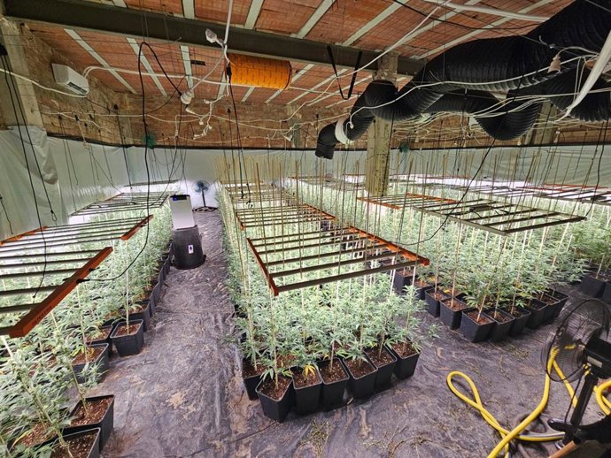 Plantación de marihuana en la localidad de Guadalcázar (Córdoba).