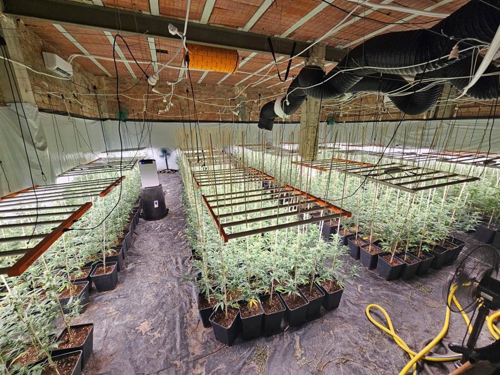 Plantación de marihuana en la localidad de Guadalcázar (Córdoba).