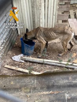 Imagen de uno de los perros rescatados.