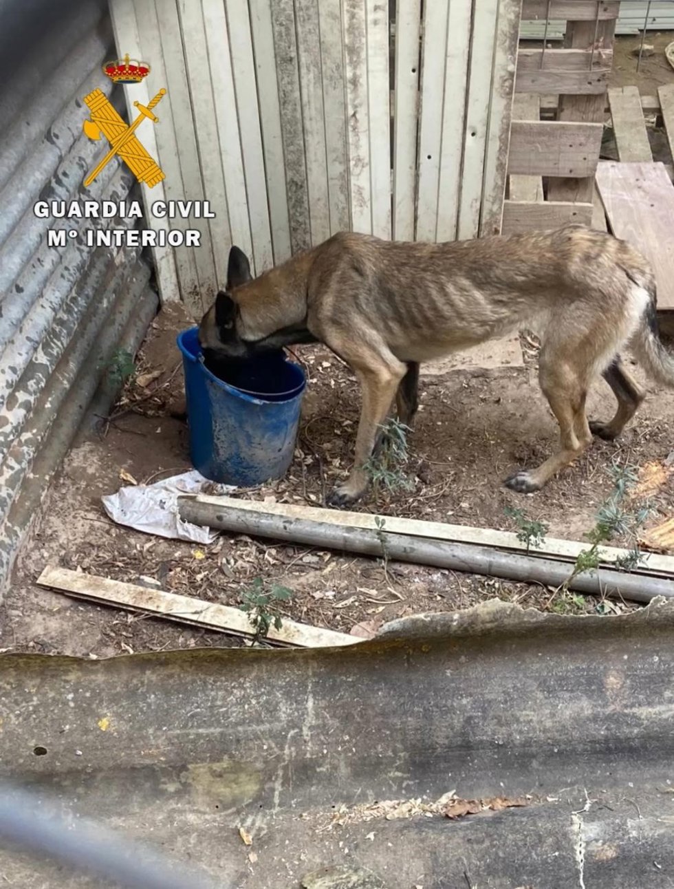 Imagen de uno de los perros rescatados.