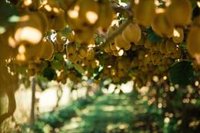 Zespri prevé un alza significativa en Hemisferio Norte, reafirmando el papel clave de Europa en su modelo