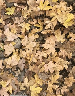 Archivo - El otoño será más cálido de lo normal 