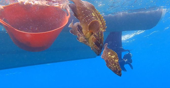 Un fotograma de un vídeo sobre el estudio.