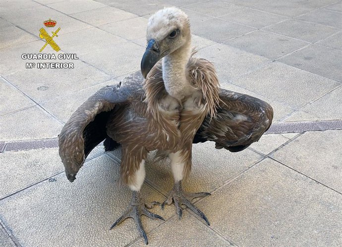 La Guardia Civil rescata a un buitre leonado de 7 kilos en Mula (Murcia)