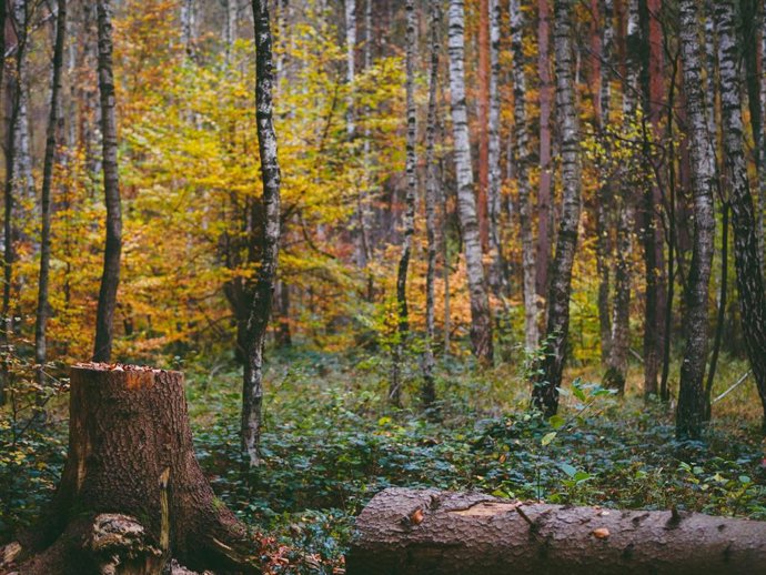 6 Rutas De Senderismo Perfectas Para Hacer En Otoño Cerca De Madrid: Bosques De Colores Y Paisajes Únicos