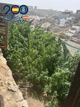 Planta de cannabis en una vivienda de Telde (Gran Canaria)