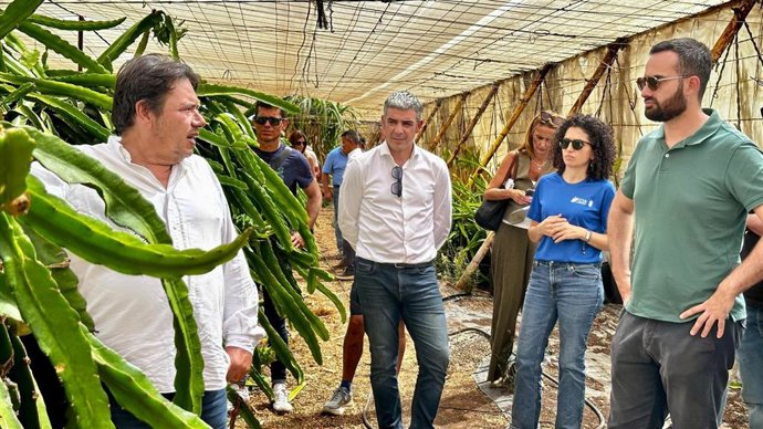 Agricultores de El Hierro estudian implementar el cultivo de pitaya en La Frontera dado su "potencial" de exportación