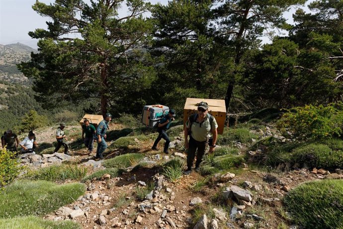 Archivo - Agentes de Medio Ambiente transportan los ejemplares de quebrantahuesos en el Parque Nacional y Natural de Sierra Nevada. A 09 de junio de 2026, en Monachil, Granada. (Foto de archivo).