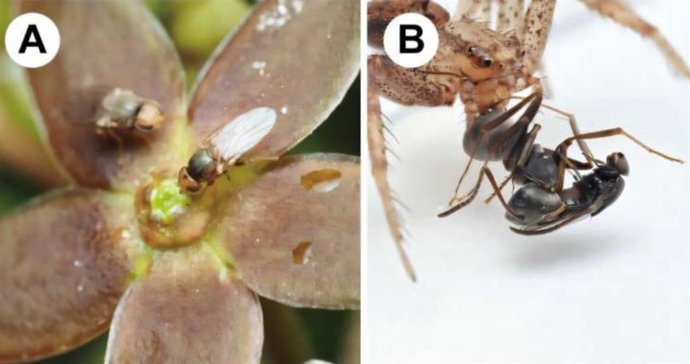A mosca da grama visitando flores (A) e a aranha cleptoparasita caçando formigas (B).