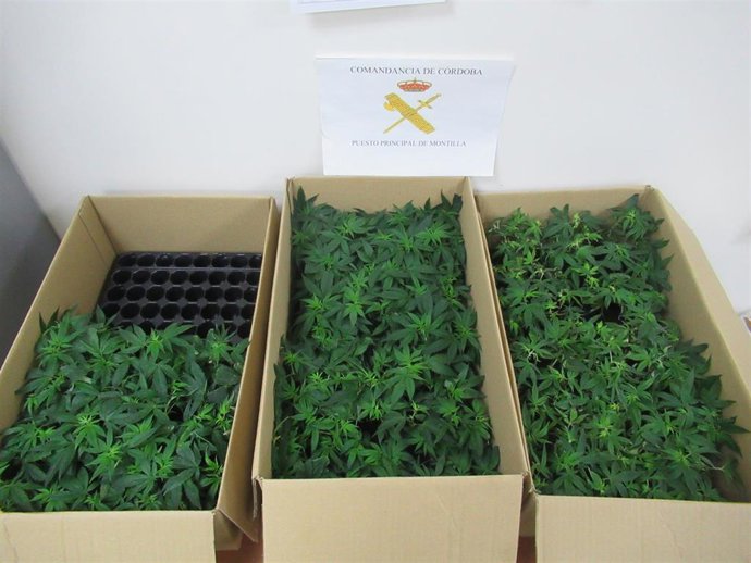 Plantas de marihuana intervenidas por la Guardia Civil en Montilla (Córdoba)