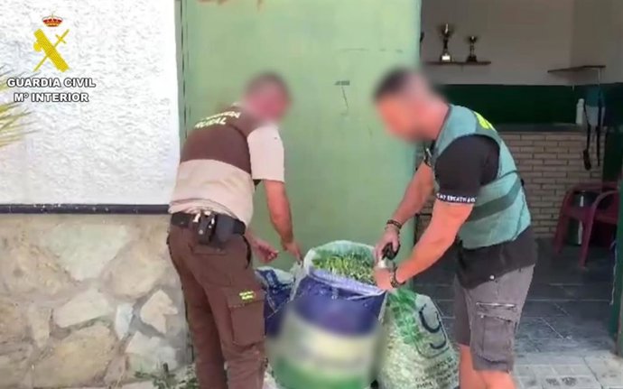 Agentes da Guardia Civil interceptam azeitonas de mesa roubadas e preparadas para venda ilegal.