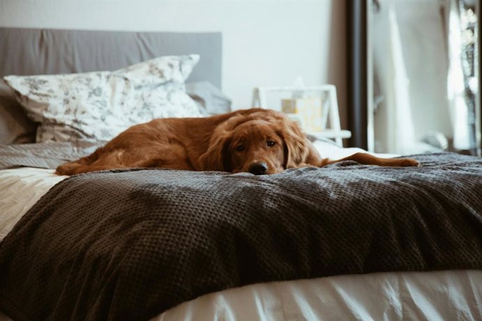 "Não há uma resposta curta e simples": um veterinário explica se é melhor dormir com seu cão