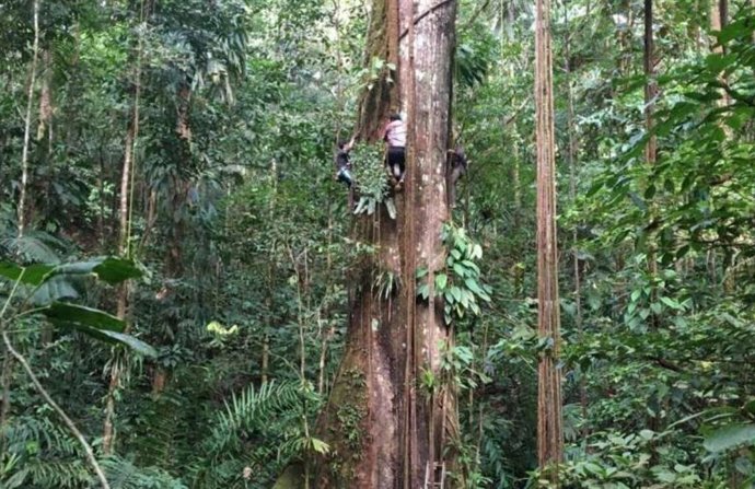 Científicos en Colombia miden un árbol de Ceiba gigante