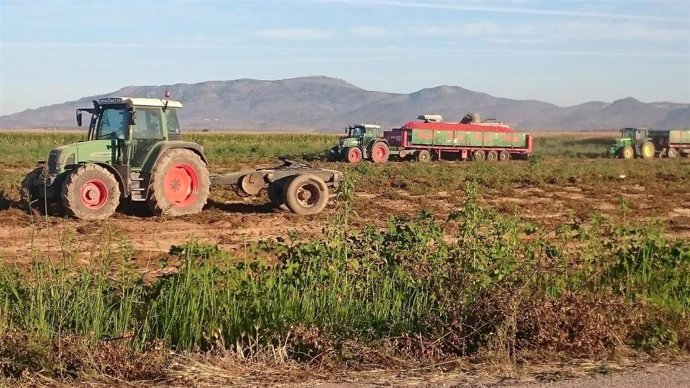 Producción de tomates