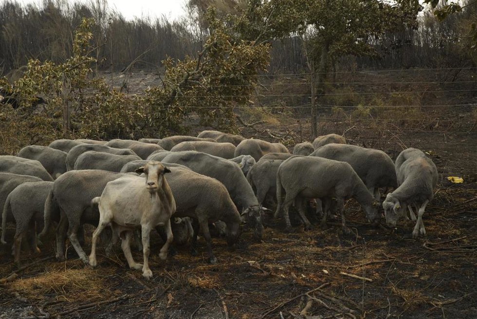 Archivo - Ovejas supervivientes del fuego en A Caridade, a 15 de agosto de 2025, en A Caridade, Monterrei, Ourense, Galicia.