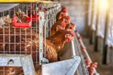 Foto: Médicos de Urgencias piden estar preparados frente a la gripe aviar en personas, ante el aumento de brotes en animales
