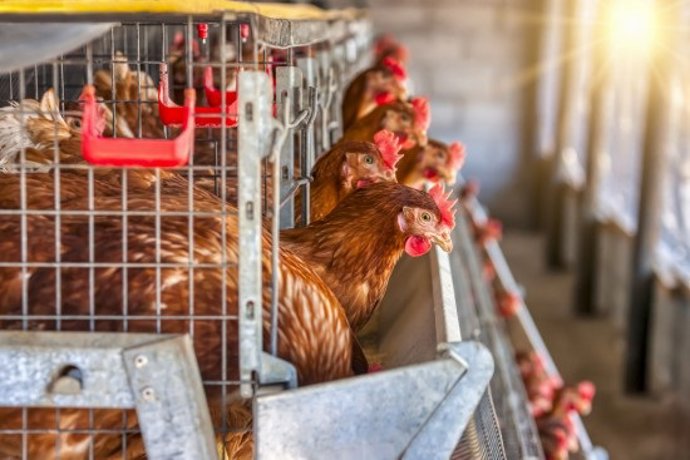 El Colegio de Veterinarios de Valladolid recuerda que es "muy excepcional" que el virus de la gripe aviar afecte a las personas