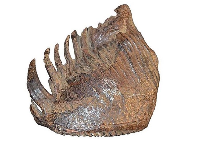 Al examinar la forma de dos dientes de mamut y el ADN que contenían, el equipo encontró evidencia de hibridación entre mamuts colombianos y lanudos.